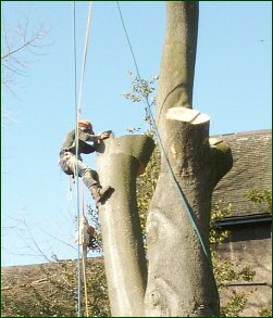 Wolverhampton tree services - tree surgery, specialist tree surgeons ...