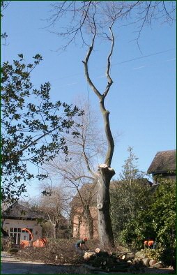 Wolverhampton tree services - tree surgery, specialist tree surgeons ...
