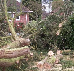 Wolverhampton tree services - tree surgery, specialist tree surgeons ...
