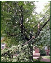 Storm damaged tree