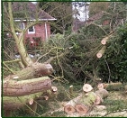 Avoid risk of injury let  A.S.Tree Services do the job for you