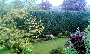 Wolverhampton tree services - tree surgery, specialist tree surgeons ...